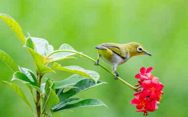 Oriental White-Eye on Blossoms