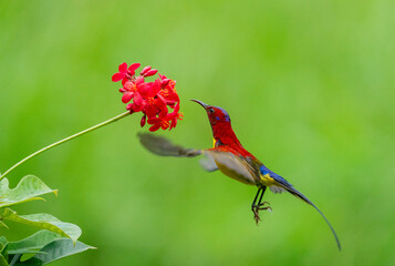 Crimson Sunbird Hovering at Flowers