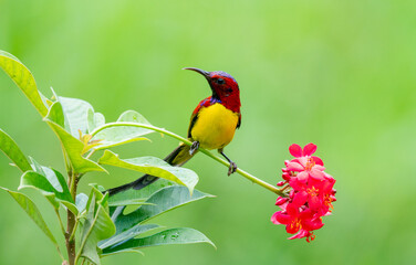 Crimson Sunbird Hovering at Flowers