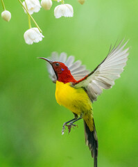 Crimson Sunbird Hovering at Flowers