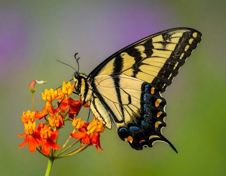 Close-up of a yellow butterfly with black stripes feeding on orange flowers against a blurred background