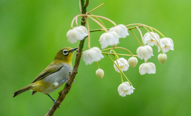 Oriental White-Eye on Blossoms