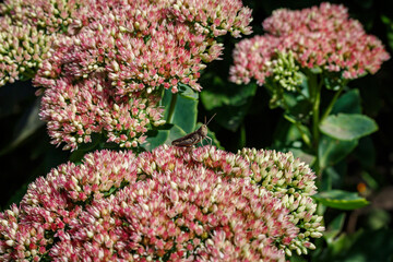 Close-up of a grasshopper on pink Sedum (Stonecrop): insect on a flower, autumn garden, flora and fauna, macro photography.