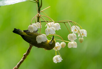 Oriental White-Eye on Blossoms