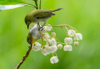 Oriental White-Eye on Blossoms
