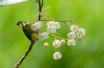 Oriental White-Eye on Blossoms