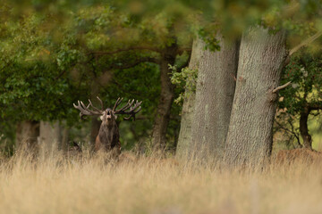 Roaring red deer in the wild forest