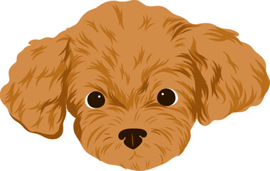 Brown poodle dog face with big eyes