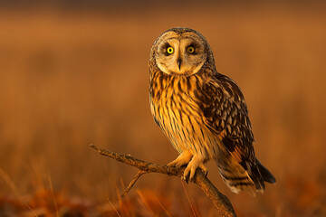 Short-eared Owl