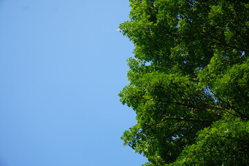 Obraz premium A vibrant green tree canopy frames a clear blue sky, creating a beautiful natural background with ample copy space for text.