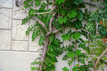 a picture of plants on the wall