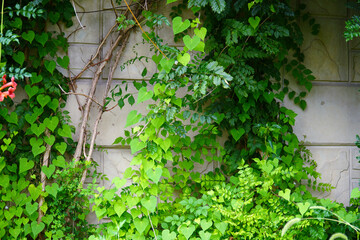 a picture of plants on the wall