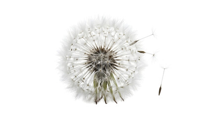 Closeup of a dandelion seed head isolated on white background, a delicate and ephemeral symbol of wishes, dreams, and the beauty of nature