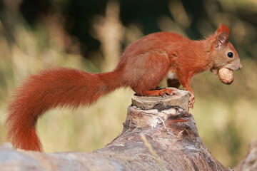 red squirrel on a tree © Klimczak-Krajewska