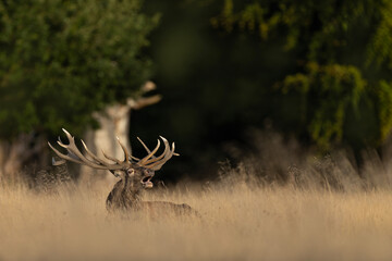 Red deer stag roaring in the wild forest