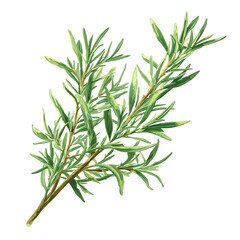 Fototapeta premium Rosemary Herb Botanical Illustration for Kitchen Decor