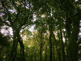 Meratus Mountains Highland Forest Floor, Tropical Rainforest of Borneo, Indonesia.