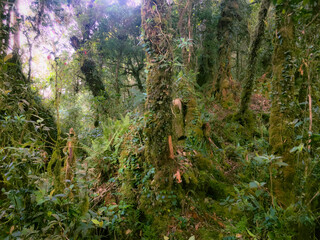 Meratus Mountains Highland Forest Floor, Tropical Rainforest of Borneo, Indonesia.