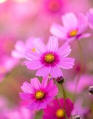 Vibrant pink cosmos flowers (1)