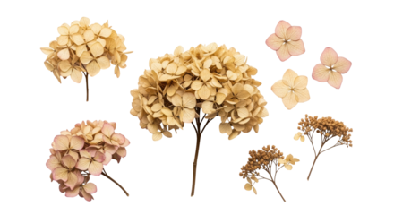 Isolated Dried Hydrangea