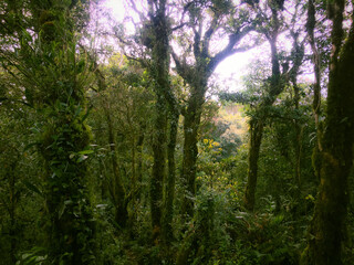 Obraz premium Meratus Mountains Highland Forest Floor, Tropical Rainforest of Borneo, Indonesia.