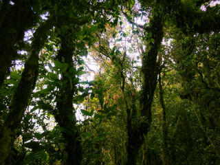 Meratus Mountains Highland Forest Floor, Tropical Rainforest of Borneo, Indonesia.
