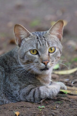 Close up of a gray cat staring intently. For graphic design, 3D rendering and banners