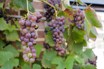 Purple grapes growing on vine plant in garden. Home grown fruit for homemade wine with brick wall background.