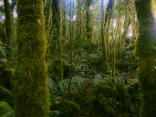 Meratus Mountains Highland Forest Floor, Tropical Rainforest of Borneo, Indonesia.