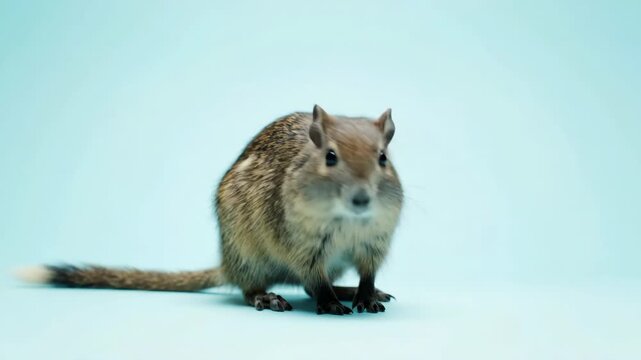 A small brown agouti with a lighter tail tip stands centered on a light blue backdrop facing forward