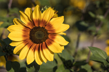 yellow and red sunflower