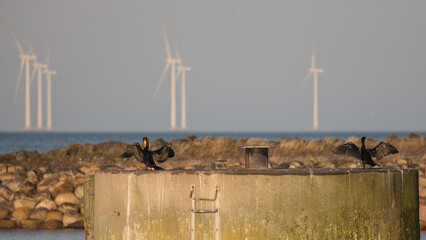 Cormorant basking with wind turbines in the background