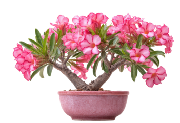 Stunning Pink Desert Rose Bonsai Effortlessly Combines Nature's Beauty with Artistic Craftsmanship in a Vibrant Display of Flowers and Foliage on transparent background