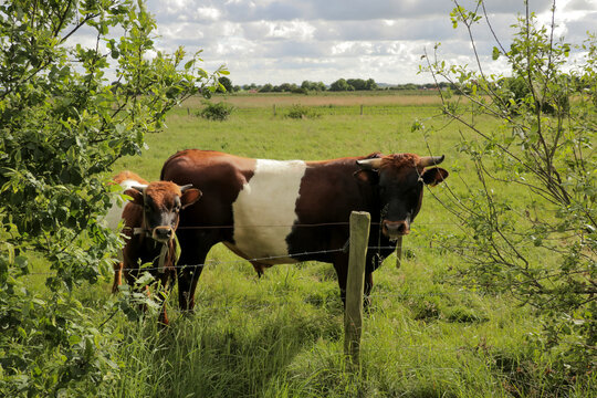 Cow with baby calf looking into camera. Cettle in field grazing grass farmland nature landscape.