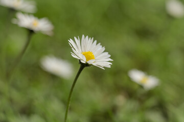 Close up white daisy flower blooming in field. Shallow depth of field with daisies flowers with selective focus.