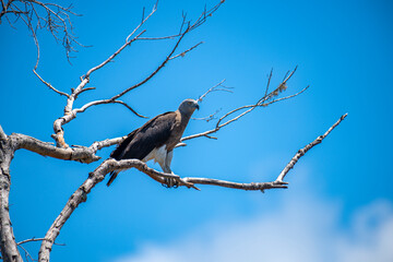 A majestic Grey-headed Fish Eagle perches on a bare branch against a vivid blue sky, showcasing its powerful presence and keen gaze in a serene natural setting.