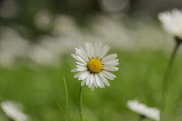Obraz premium Close up on daisies flowers. White daisy flower blooming in field captured with selective focus. White petals.