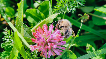 Bumblebee is actively pollinating a wildflower in a lush meadow