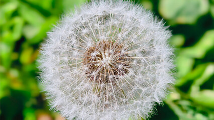 A close-up of a fluffy white dandelion seed head