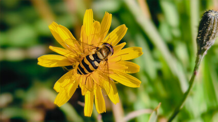 A hoverfly rests on a vibrant dandelion flower,