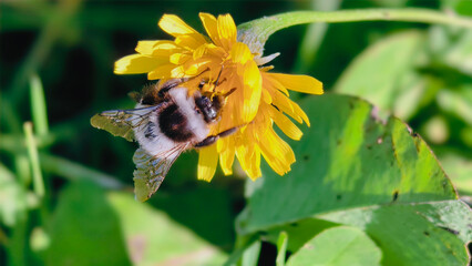 Bumblebee is actively pollinating a wildflower in a lush meadow