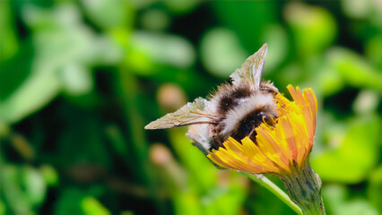Bumblebee is actively pollinating a wildflower in a lush meadow