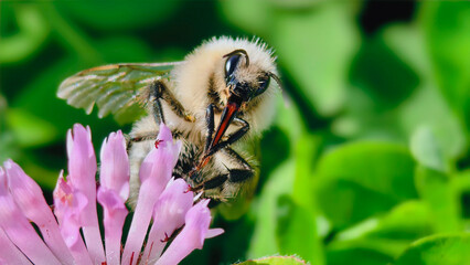 Bumblebee is actively pollinating a wildflower in a lush meadow
