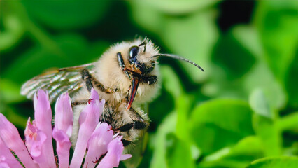 Bumblebee is actively pollinating a wildflower in a lush meadow