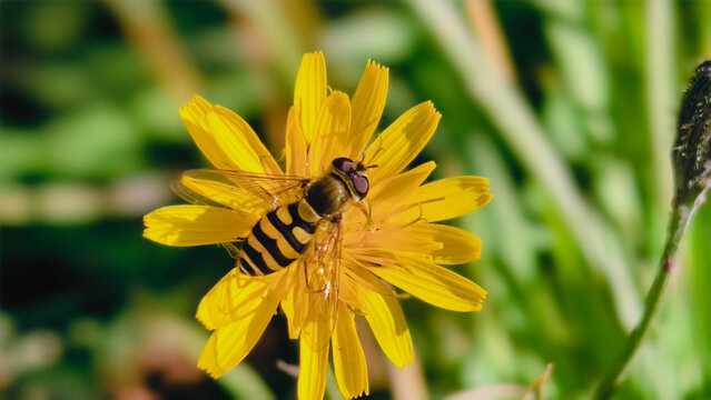 A hoverfly rests on a vibrant dandelion flower,