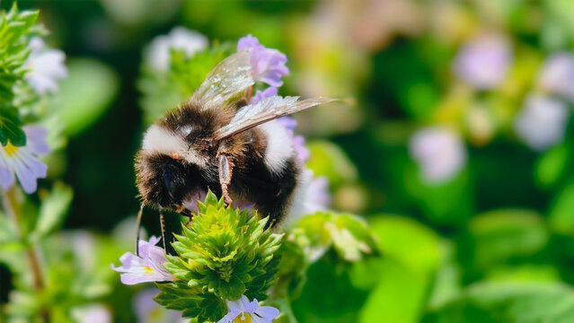 Bumblebee is actively pollinating a wildflower in a lush meadow