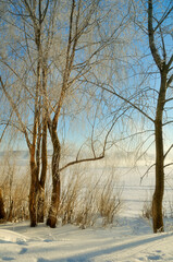 Snowy winter landscape with frosted trees near the river at the sunrise. Winter morning at the river. Soft focus processing
