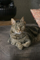 Cat relaxing chilling laying down on grey couch with paws propped under body. Gray kitten, green eyes, big pointy ears, long white whiskers. 