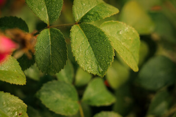 Leaves close up with dew drops in golden sunlight at sunrise. Fresh nature, soft morning light, peaceful foliage, warm colors. Horizontal photo.