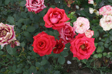Beautiful red rose flower closeup in garden, A very beautiful red rose flower bloomed on the rose tree, Rose flower closeup, bloom flowers, Natural spring flower, Natural floral background,